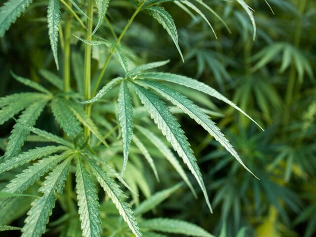 Nuevo récord de consumo de cannabis en España