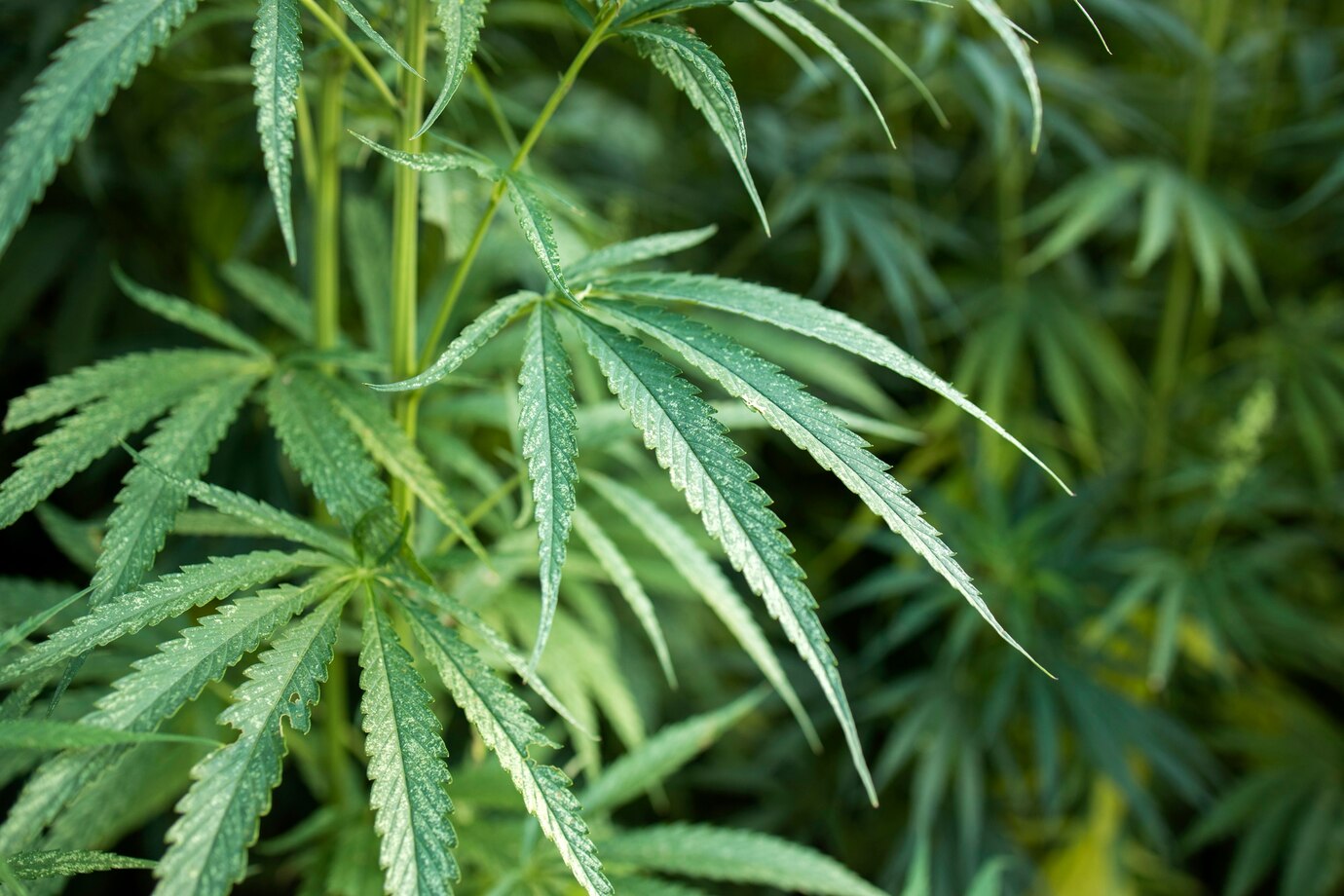 Nuevo récord de consumo de cannabis en España